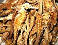 Dried Seahorse 1