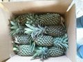 Fresh Pineapple from Viet Nam 3