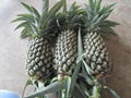 Fresh Pineapple from Viet Nam 1