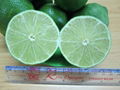 Fresh Seedless Lime from Viet Nam 1