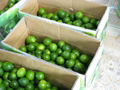 Fresh Seedless Lime from Viet Nam 2