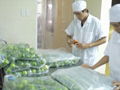 Fresh Seedless Lime from Viet Nam 3