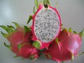 Fresh Dragon Fruit from Viet Nam 1