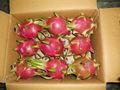 Fresh Dragon Fruit from Viet Nam 2