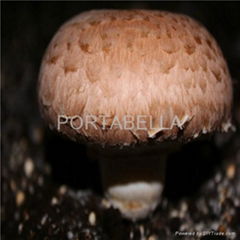 PORTABELLA