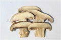 DRIED MUSHROOM 1