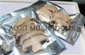 DRIED MUSHROOM 1