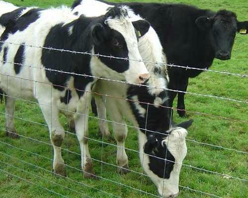 Grassland Garden Cattle Fence 2