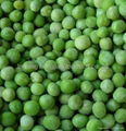 frozen  green peas from China