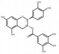 Catechin gallate