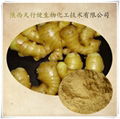 Ginger Extract  1