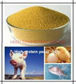 High protein yeast 50% Certificated with ISO FAMI-QS 1