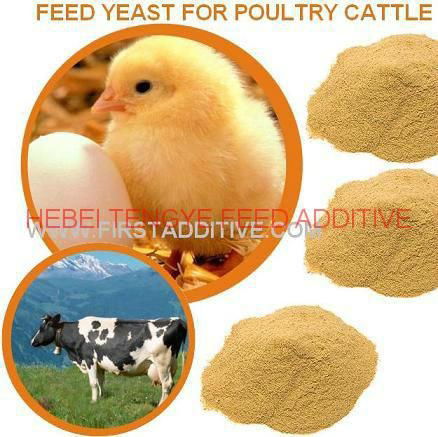 Super Candida Yeast 50% Feed Grade 2