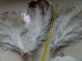 ostrich feathers