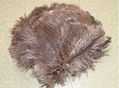 ostrich feathers 4