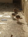 ostrich chicks