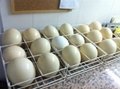 ostrich eggs 2