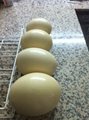 ostrich eggs 3