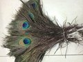 peacock feather 1
