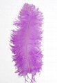 OSTRICH LARGE FEATHER 3