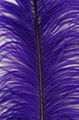 OSTRICH LARGE FEATHER 4