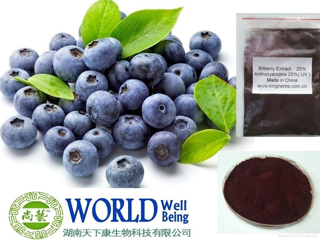 Factory Supply Bilberry Extract Powder With Anthocyanins