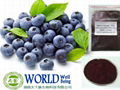 Factory Supply Bilberry Extract Powder