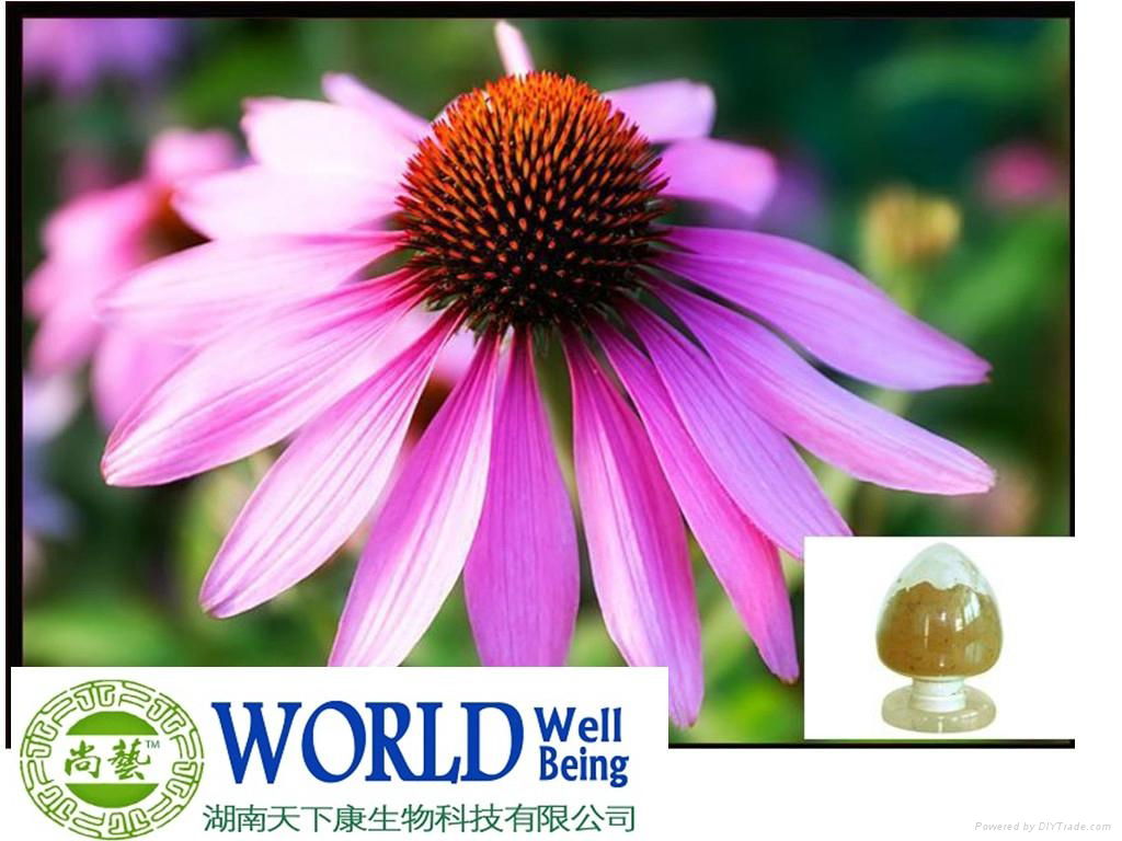 Echinacea Purpurea Extract With Polyphenols And Cichoric Acid Powder