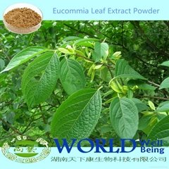 Factory 100% Natural Eucommia Leaf Extract Powder Chlorogenic Acid