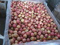 sweet fresh red  fuji apples from China 5