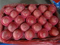 local chinese  frozen fruit fuji apples in different packing and size 2