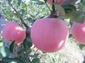 fresh fuji apple tasty fuji apple with good shape high quanlity and low price  4