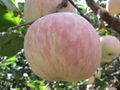 fresh fuji apple tasty fuji apple with good shape high quanlity and low price  5