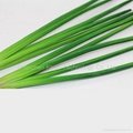 High quality PU plastic vegetable artificial chive model 1
