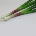 High quality PU plastic vegetable artificial chive model 2