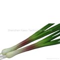High quality PU plastic vegetable artificial chive model 5