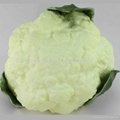 Simulation Plastic Vegetable Artificial white Cauliflower for Decoration