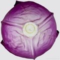 PU Simulation vegetable artificial cabbage 1