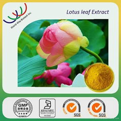 lotus leaf extract