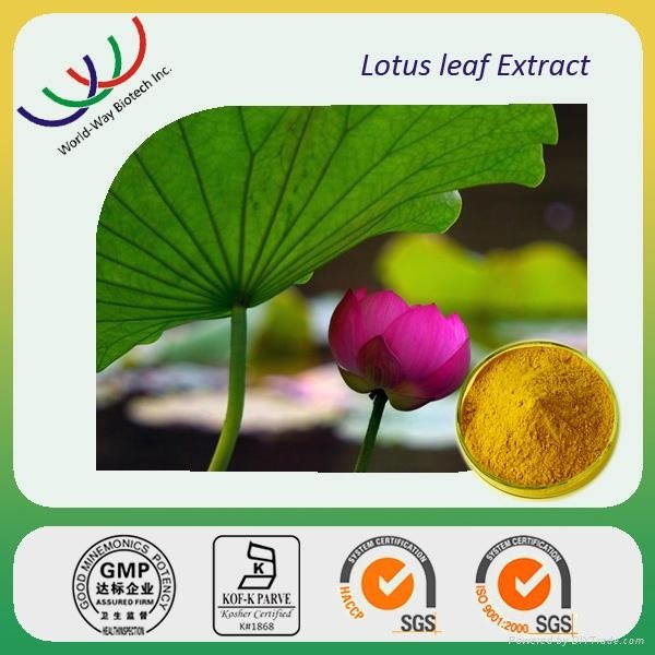 lotus leaf extract 2