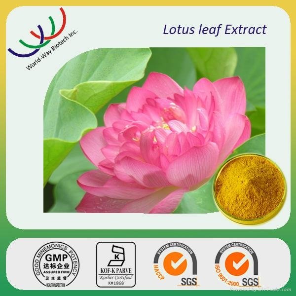 lotus leaf extract 3