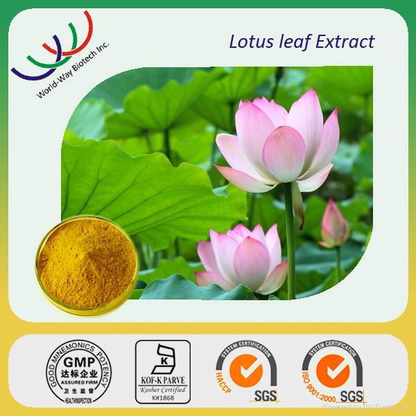 lotus leaf extract 4