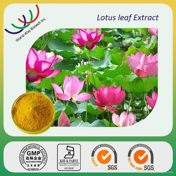 lotus leaf extract 5