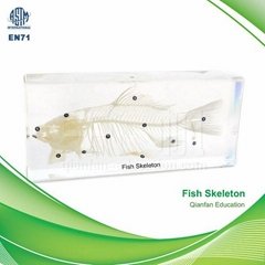 Qianfan Fish Skeleton Educational Embedded Specimen 1102 Real Nature Savety