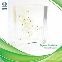 Qianfan Pigeon Skeleton Educational Embedded Specimen 1104 Real Nature Savety Pr