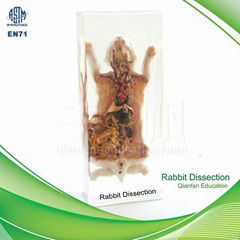 Qianfan Rabbit Dissection Educational Polyesin Specimen 1205 Real Nature Savety 