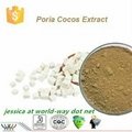 Poria cocos Extract  1