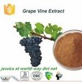 Grape Vine Extract 1