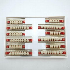 Dental Three-layer Acrylic Teeth