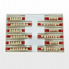 Dental Acrylic ResinTeeth